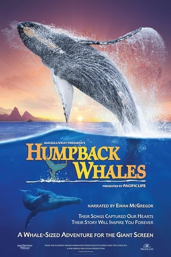 Humpback.Whales.2015.DOCU.2160p.BluRay.REMUX.HEVC.SDR.DTS-HD.MA.TrueHD.7.1.Atmos-FGT